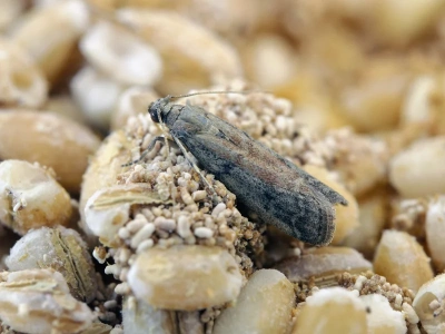 Inwazja moli spożywczych w polskich kuchniach. „Zżerają wszystko”