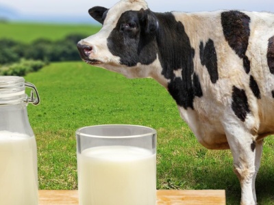 Ceny mleka 2025 według GUS spadają. W lipcu najmniej od początku roku?