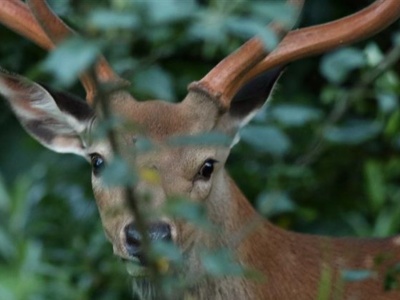 Stado inwazyjnych jeleni sika na Opolszczyźnie. Zostaną zneutralizowane?