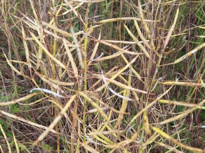 Spór o rzepak w Świętokrzyskiem. Komisja zaniżała straty?