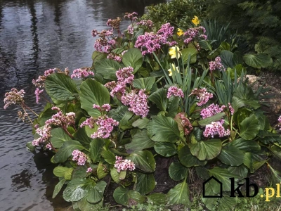 Rośnie tam, gdzie inne rośliny marnieją – a kwitnie jak szalona