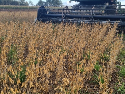 Jakie widoki na żniwa sojowe 2025?