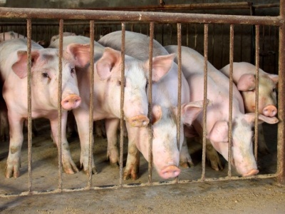 Szukają Polaków do pracy przy trzodzie chlewnej. Można liczyć na spore zarobki