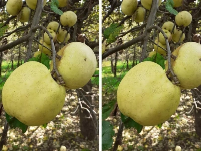 Stare odmiany jabłoni idealne na przetwory. Które posadzić?