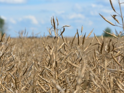 Większość oleistych potaniała na światowych giełdach