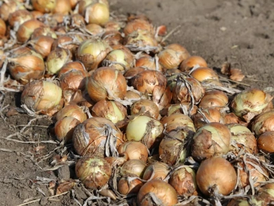 Import cebuli do Polski. Skąd i jakie ilości sprowadzamy?