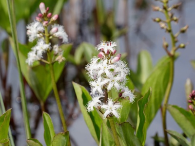 Bobrek trójlistkowy – źródło mikroelementów, na zaburzenia trawienia