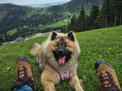 Szlaki, plaże, zamki i zalewy. To najlepsze miejsca na urlop z psem. Możesz zabrać go bez obaw