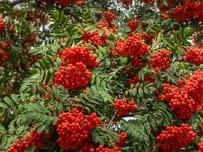 Zbijają cukier i wzmacniają serce, ale mało kto sięga po te owoce. Większość Polaków myśli, że są trujące