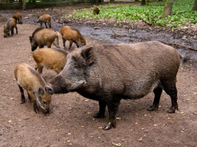 Rolnik liczy straty w tysiącach, a dostał 47 zł – absurdalne odszkodowania szokują wieś