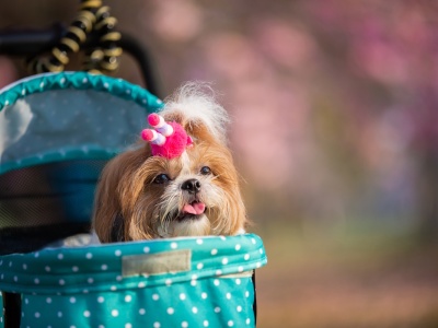 Odwrócony porządek stworzenia