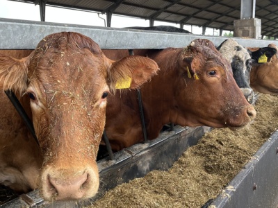 Amerykańska genetyka w stadzie bydła i gorzelnia zapewniająca paszę oraz nawóz jako produkty uboczne