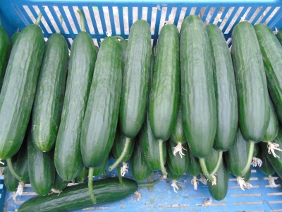 Aktualna cena ogórków gruntowych i szklarniowych, wrzesień 2025