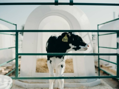 Budki dla cieląt: jak je czyścić? Praktyczne rady i wskazówki