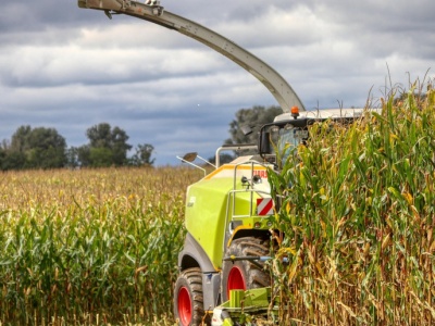 FAO: lepsze perspektywy dla zbóż paszowych. Produkcję zbóż w 2025 r. na rekordowo wysokim poziomie