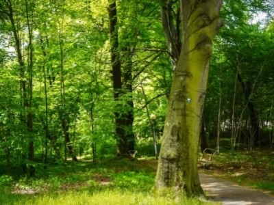 Mieszkańcy Murcek mogą się wypowiedzieć w sprawie remontu tamtejszego parku