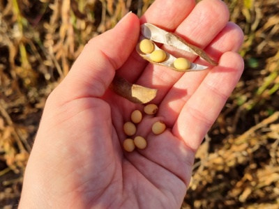 Kiedy rozpocząć zbiór soi? Jak ustawić kombajn?