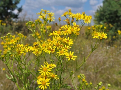 W PRL-u często sięgano po napary z tej rośliny. Okazuje się, że jest bardzo trująca i rakotwórcza