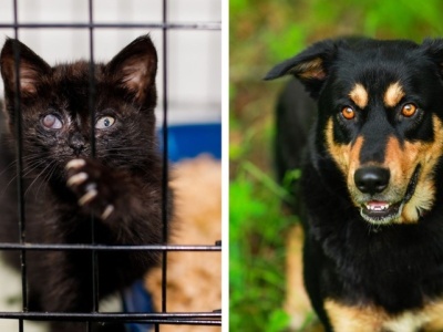 Galeria pod psem i kotem  (Odc.382) [ Wiadomości ]