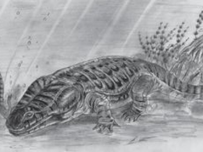 Płazy cierpiały na choroby kostne. Odkryli to badacze z Opola