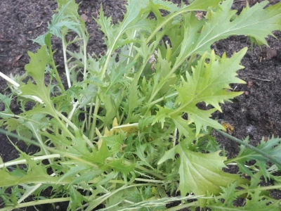 Kapusty o oryginalnym smaku. Zbierzesz liście już po 3 tygodniach