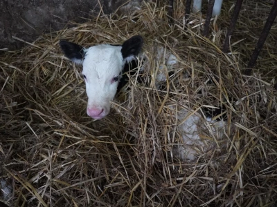 Krowy urodzone zimą dłużej żyją? Są wyniki badań