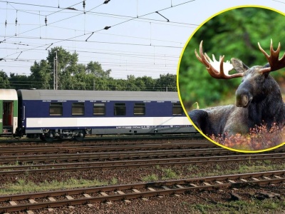 Pociąg PKP Intercity utknął z powodu łosia. 