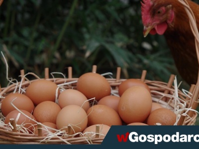 Ceny jaj w końcu trafią na szklany sufit