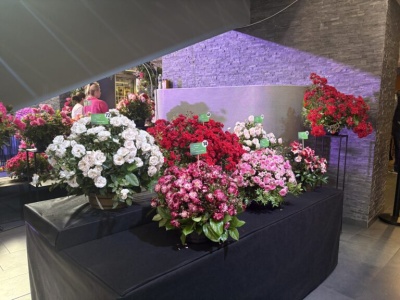 51. Święto Róży w Kutnie – wystawa „Kształt Zapachu”, jarmark i koncerty