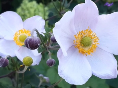 Roślina twoich marzeń. Kwitnie do mrozów i przetrwa niejedno zawirowanie
