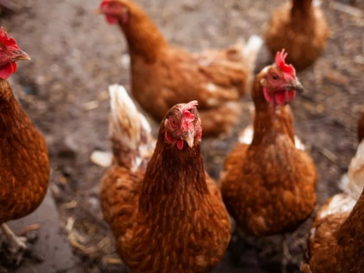 Grypa ptaków powraca do Europy. Czy wkrótce znów pojawi się w Polsce?