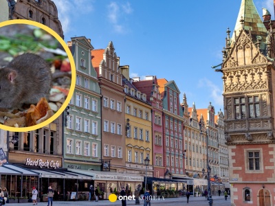 Szczury w centrum Wrocławia. Mieszkanka: boję się wyjść z mieszkania