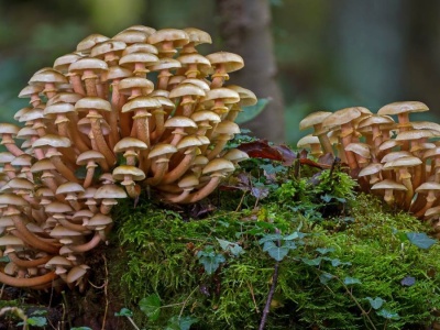 Gdzie zbierać grzyby w Niemczech? Tu czeka prawdziwy wysyp