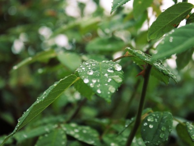 Pogoda na poniedziałek. Ciepło, ale z przelotnymi burzami i deszczem