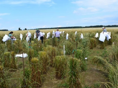 Ta roślina daje 3 razy więcej białka niż soja. Rolnicy odkrywają ją na nowo