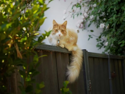 Dlaczego kot obserwuje ludzi z góry? Lekarka weterynarii: Mały drapieżnik