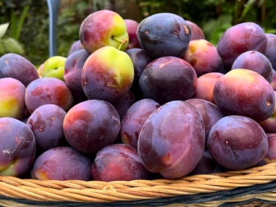 Robię ze śliwek coś dużo lepszego niż powidła. To prawdziwy eliksir zdrowia