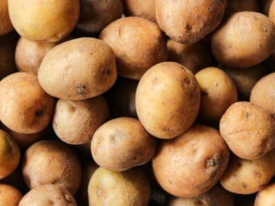 Kryzys ziemniaczany na Białorusi. Uprawa nieopłacalna