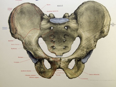 Dzięki czemu przyjęliśmy postawę wyprostowaną? Naukowcy opisali radykalne zmiany w miednicy