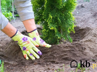 Wrzesień to idealny moment na sadzenie tui. Jeden trik gwarantuje sukces