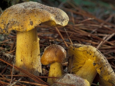 Ten grzyb odstrasza w Europie. W Polsce jest chętnie zbierany