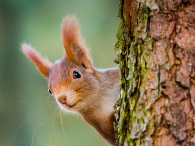 Jak wiewiórki radzą sobie ze zmianami klimatu? Wyniki badań zaskakują
