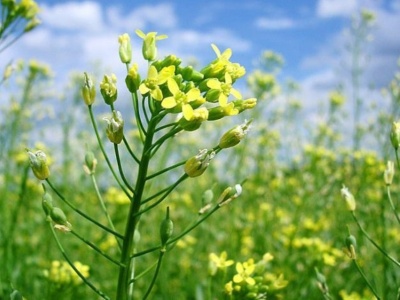 Lnianka siewna i olej rydzowy – zastosowania prastarej rośliny