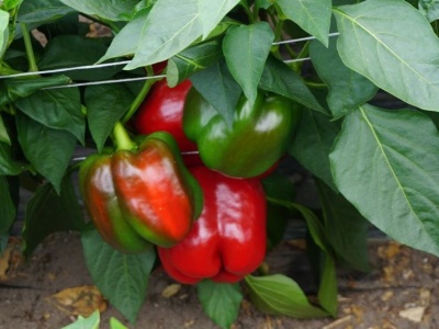 Wciornastek paprykowiec niszczy uprawy pod osłonami