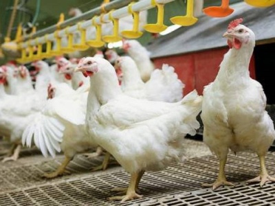 08.09.2025 Ceny skupu kurczaka i sprzedaży tuszki: stabilnie z niewielkimi podwyżkami