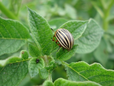 Rolnik opracował zbieraczkę stonki ziemniaczanej. I wzbudza zainteresowanie
