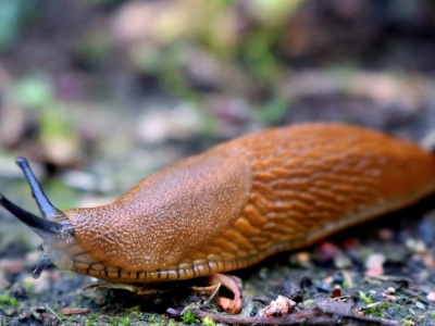Myśleli, że to młodzież robi kawały. Winowajcą okazał się... ślimak