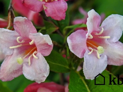 Ten krzew zakwita dwa razy w roku. Ogród wygląda wtedy jak z bajki