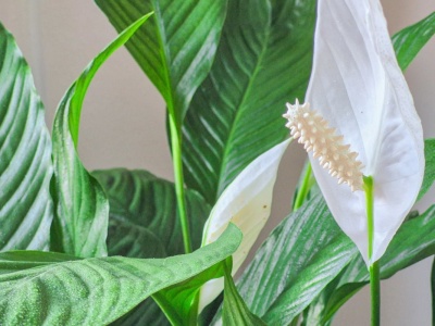 Po tej odżywce skrzydłokwiat utonie w kwiatach. Zrobisz ją z dwóch składników