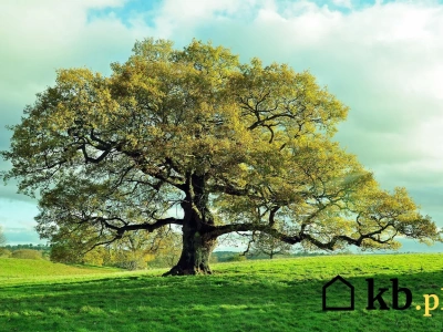 W teorii to najlepsze drewno kominkowe. Ma jednak zasadniczą, ogromną wadę!